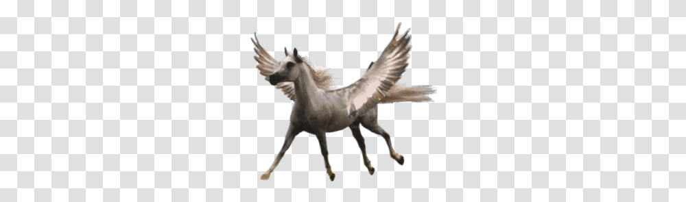 Pegasus Small, Fantasy, Horse, Mammal, Animal Transparent Png