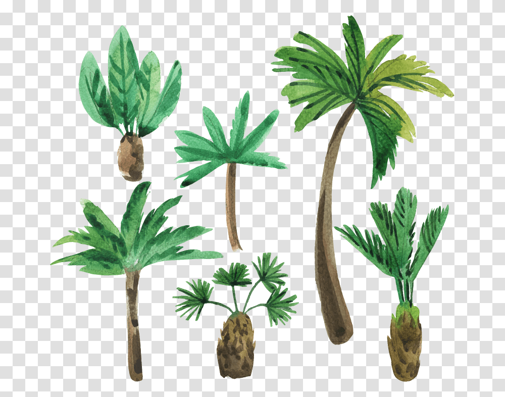 Pegatinas De Pared De Palmeras, Plant, Tree, Palm Tree, Arecaceae Transparent Png