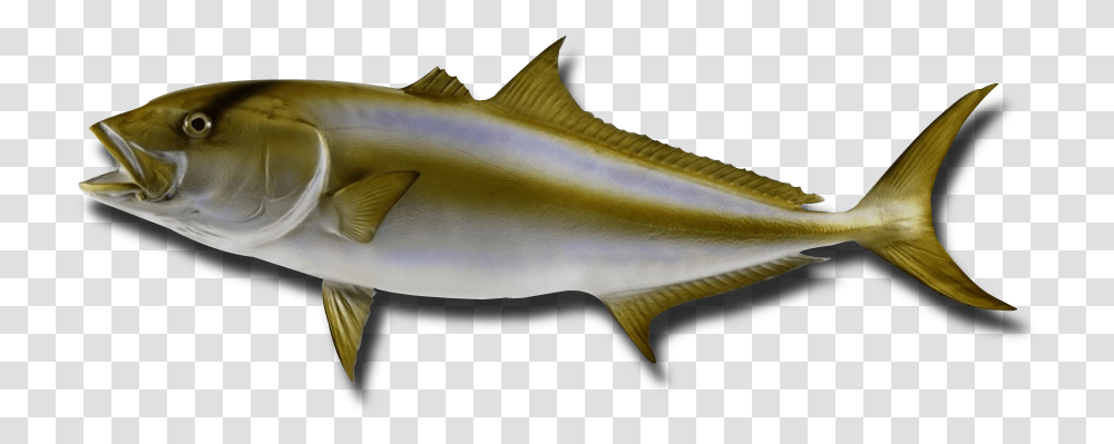Peixes Olho De Boi, Fish, Animal, Sea Life, Herring Transparent Png