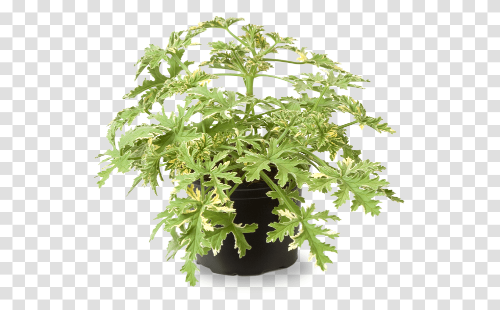Pelargonium Mint Fresh, Plant, Vase, Jar, Pottery Transparent Png