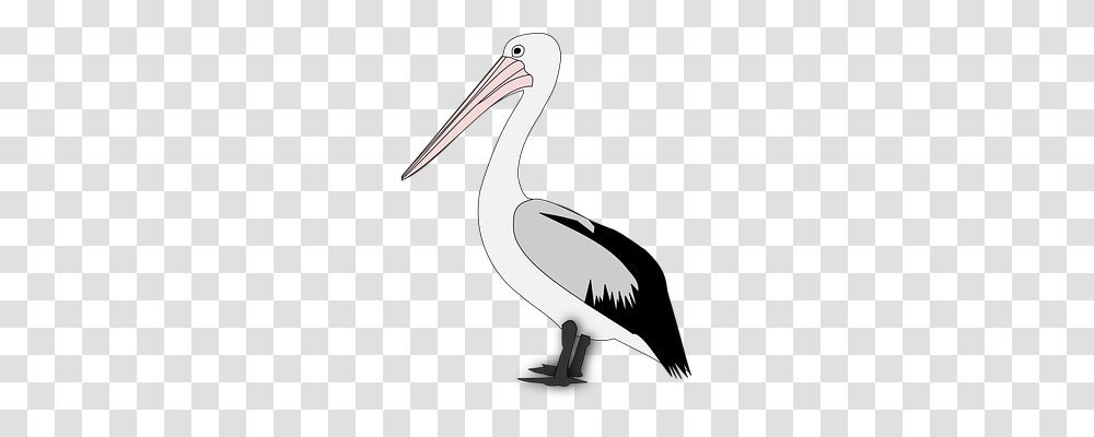 Pelican Animals, Bird, Stork, Hammer Transparent Png