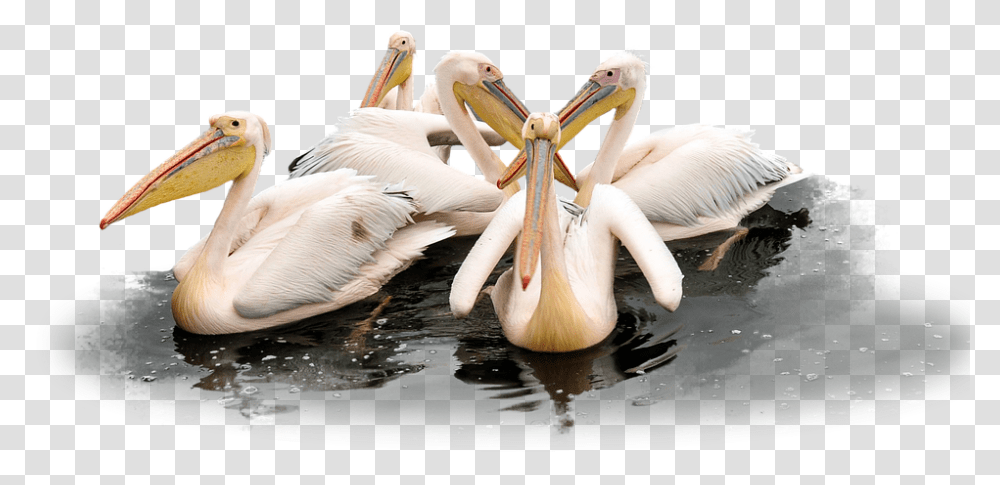 Pelican 960, Animals, Bird, Beak Transparent Png