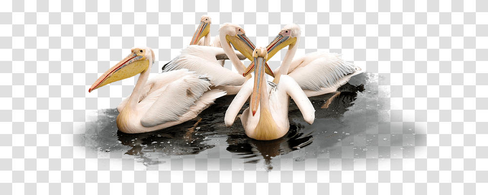 Pelican Nature, Bird, Animal, Beak Transparent Png