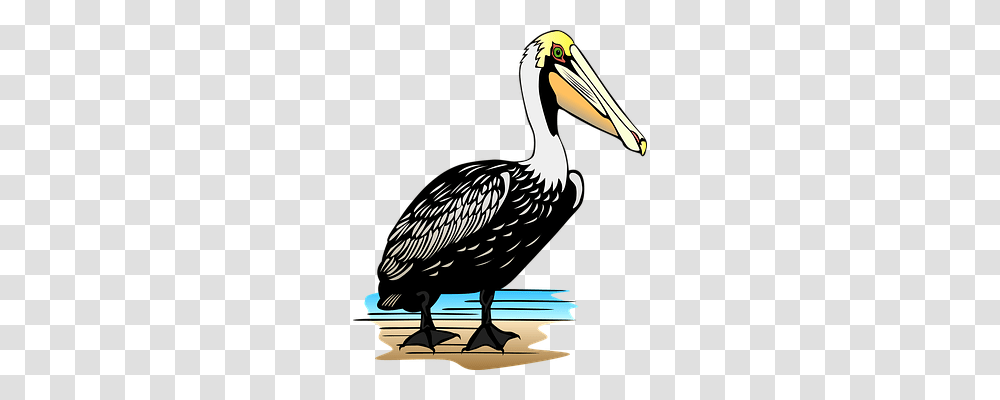 Pelican Animals, Bird, Beak Transparent Png