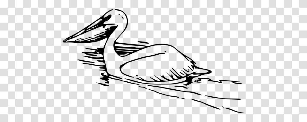 Pelican Animals, Gray, World Of Warcraft Transparent Png