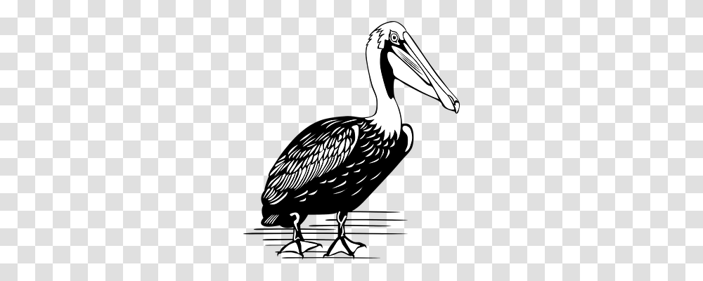 Pelican Animals, Bird Transparent Png
