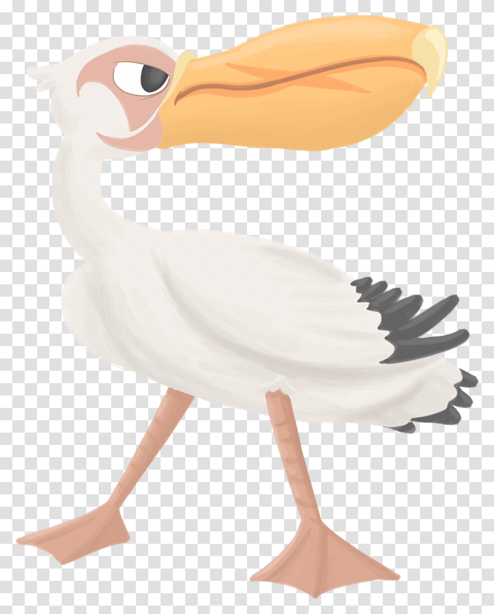 Pelican, Animal, Bird, Goose, Crane Bird Transparent Png