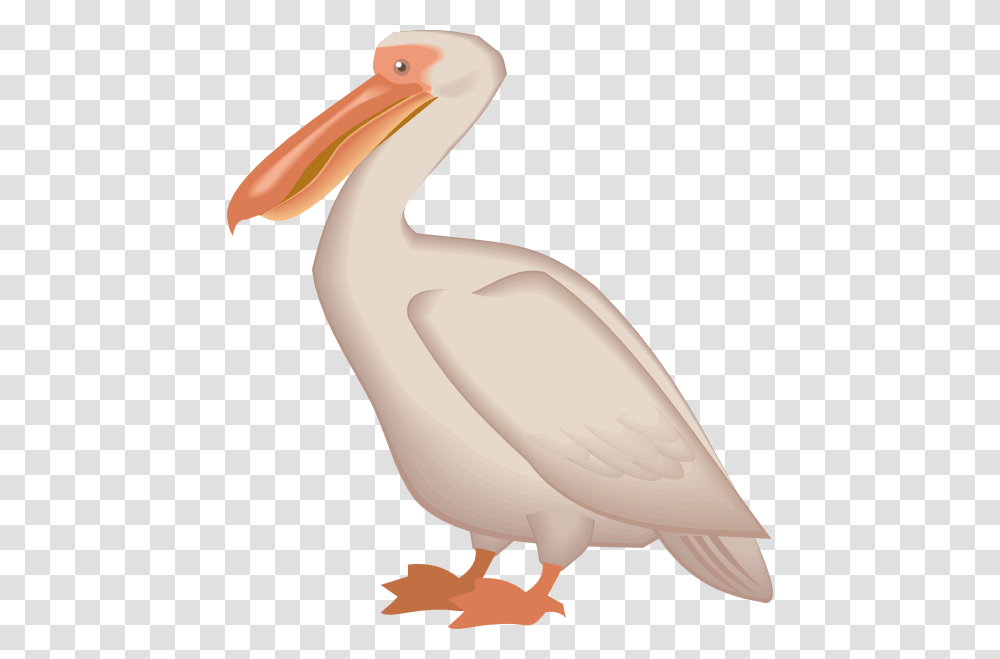 Pelican, Animals, Bird, Banana, Fruit Transparent Png