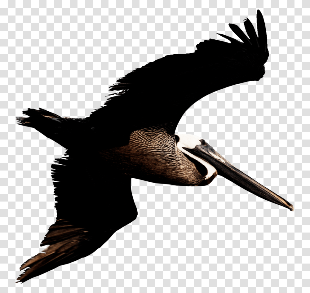 Pelican, Animals, Bird, Beak, Stork Transparent Png