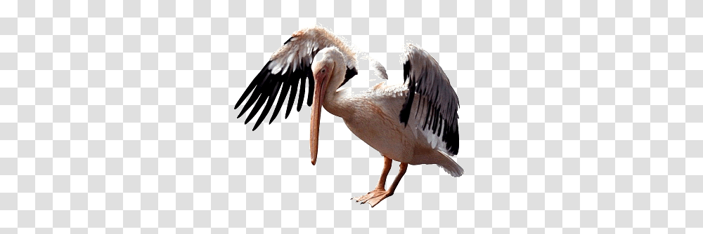 Pelican, Animals, Bird, Beak, Stork Transparent Png