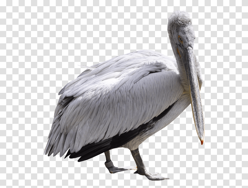 Pelican, Animals, Bird, Beak, Stork Transparent Png