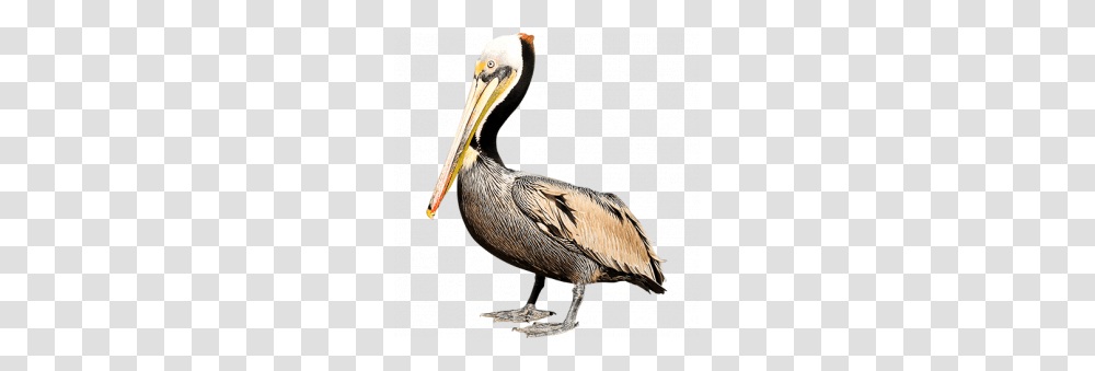 Pelican, Animals, Bird, Beak Transparent Png
