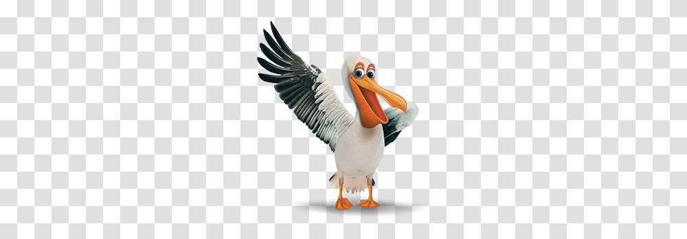 Pelican, Animals, Bird, Beak Transparent Png