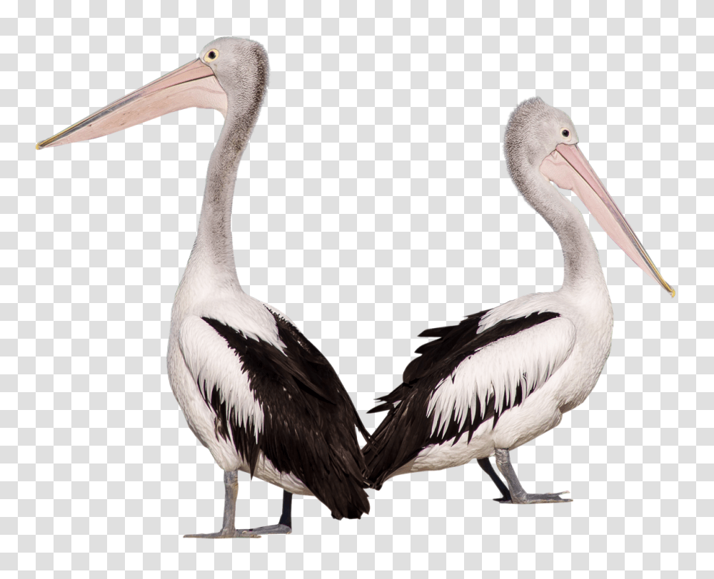 Pelican, Animals, Bird, Beak Transparent Png