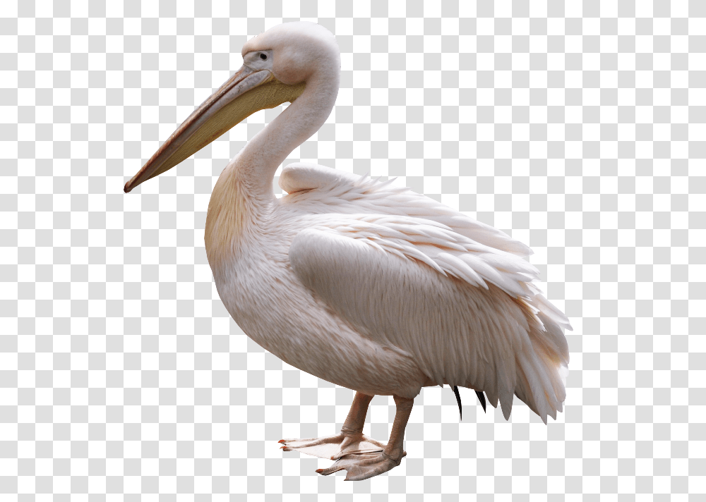 Pelican, Animals, Bird, Beak Transparent Png