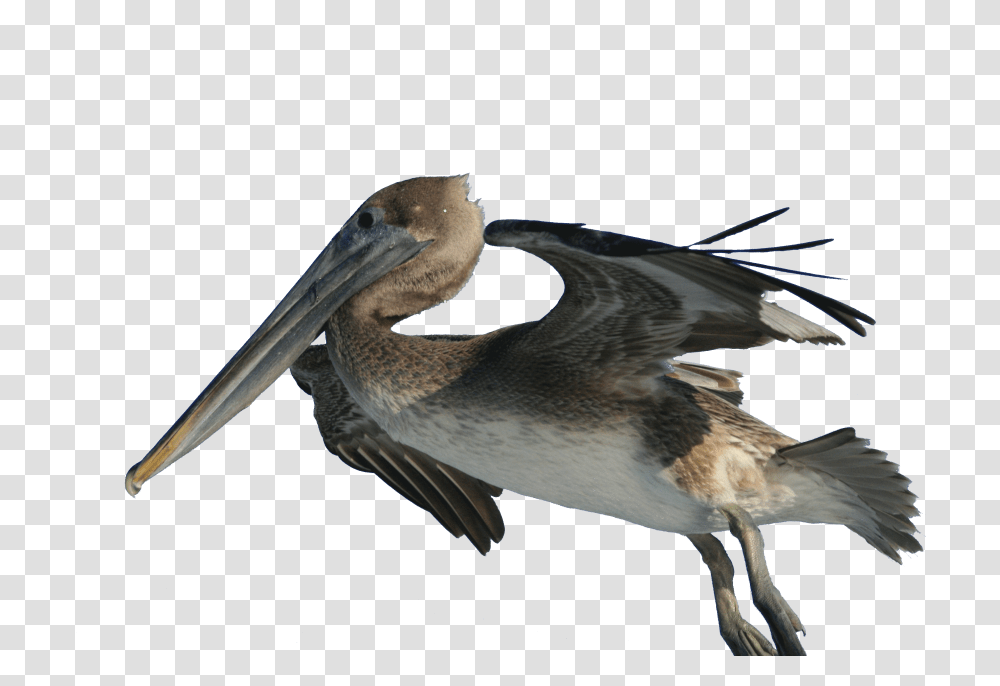 Pelican, Animals, Bird, Beak, Waterfowl Transparent Png