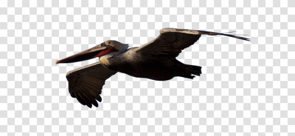 Pelican, Animals, Bird, Flying, Beak Transparent Png