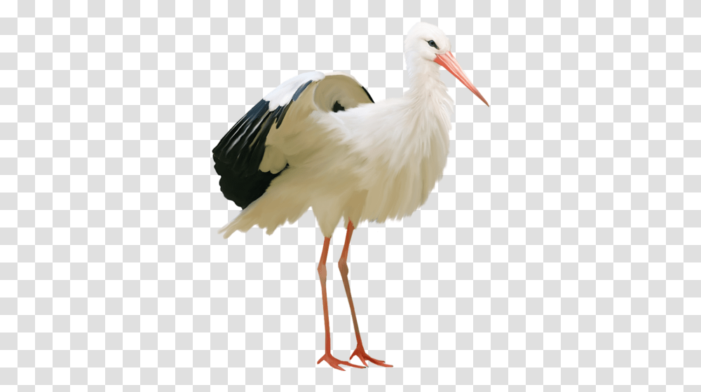 Pelican, Animals, Bird, Stork, Crane Bird Transparent Png