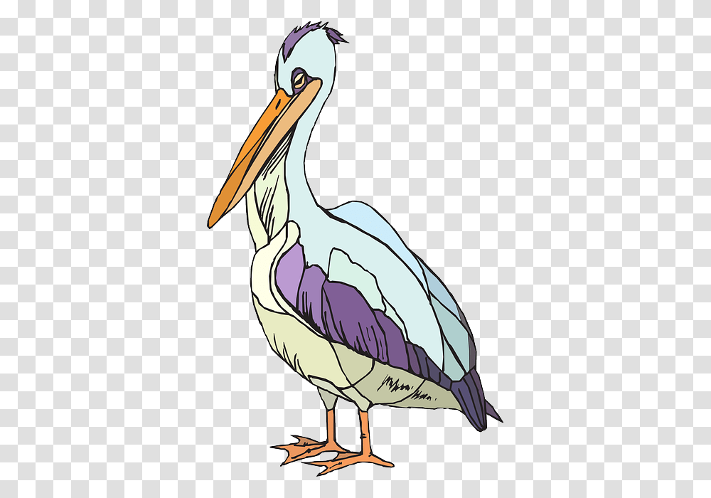 Pelican, Animals, Bird, Stork Transparent Png