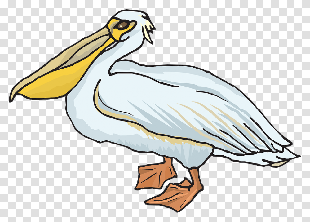 Pelican, Animals, Bird Transparent Png