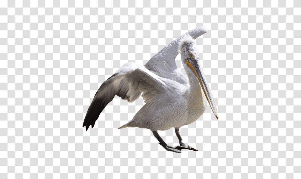 Pelican, Animals, Bird, Waterfowl, Beak Transparent Png