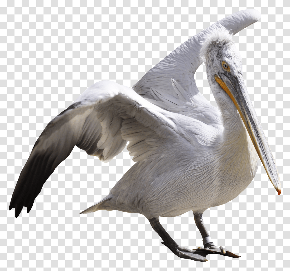 Pelican, Animals, Bird, Waterfowl, Beak Transparent Png