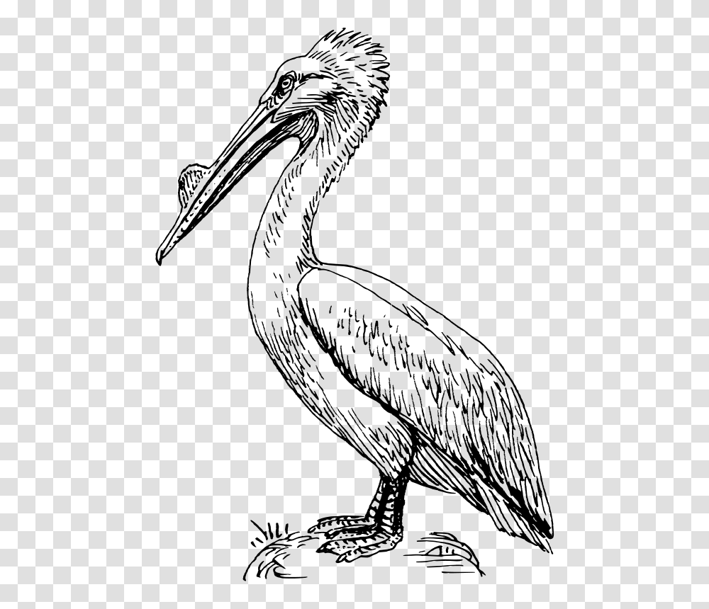 Pelican, Animals, Gray, World Of Warcraft Transparent Png