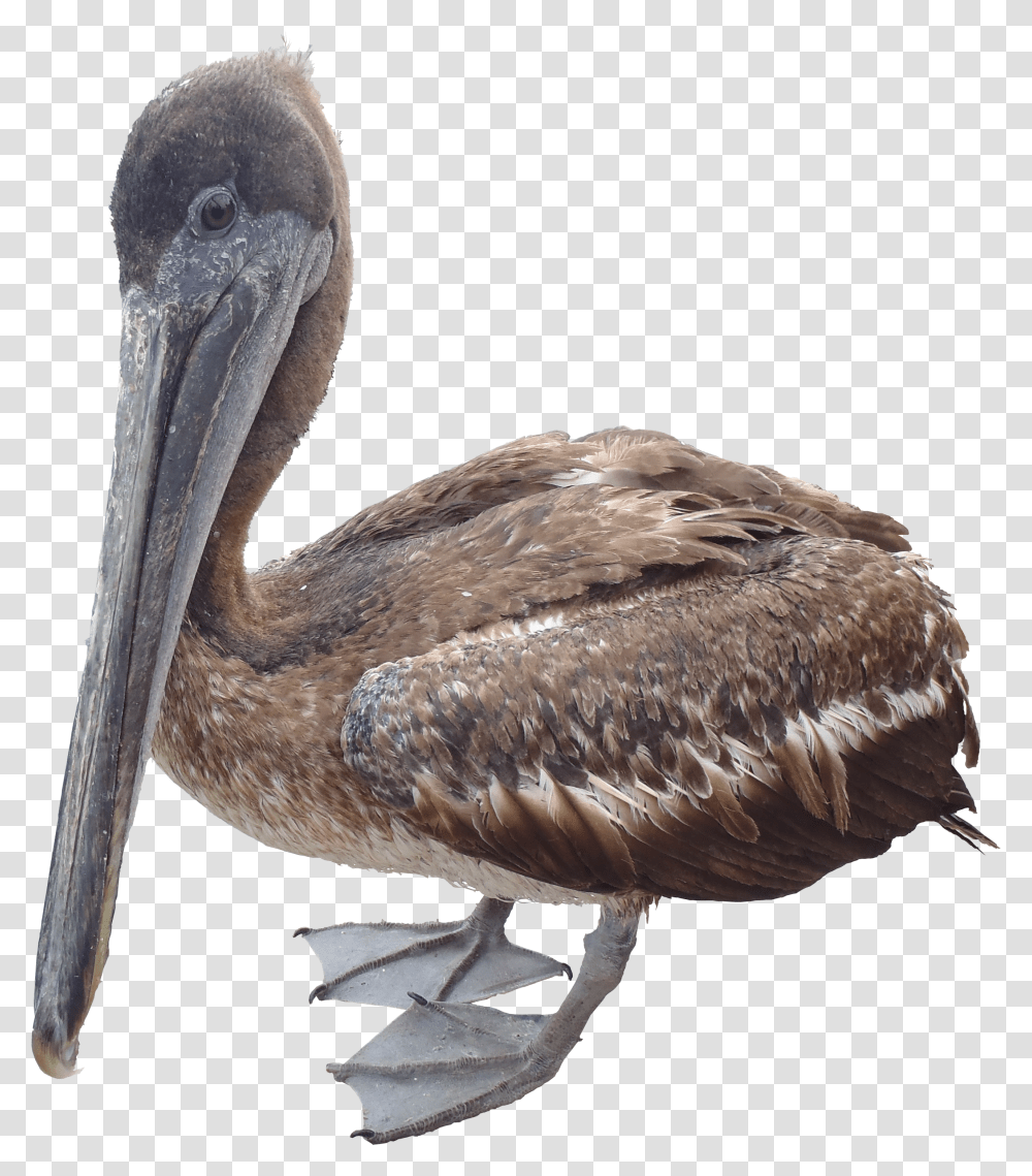 Pelican, Animals Transparent Png