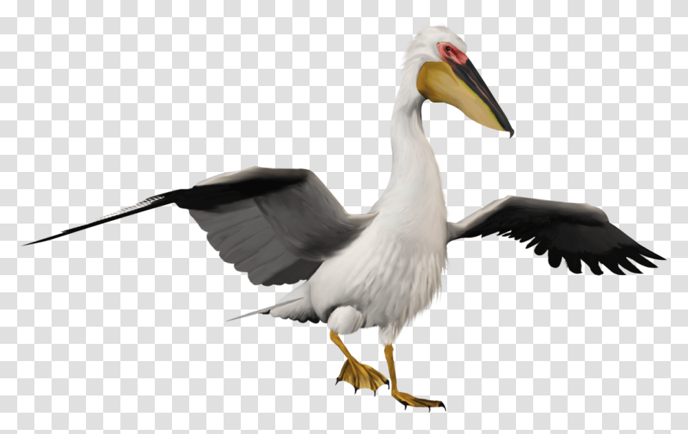 Pelican, Bird, Animal, Beak Transparent Png