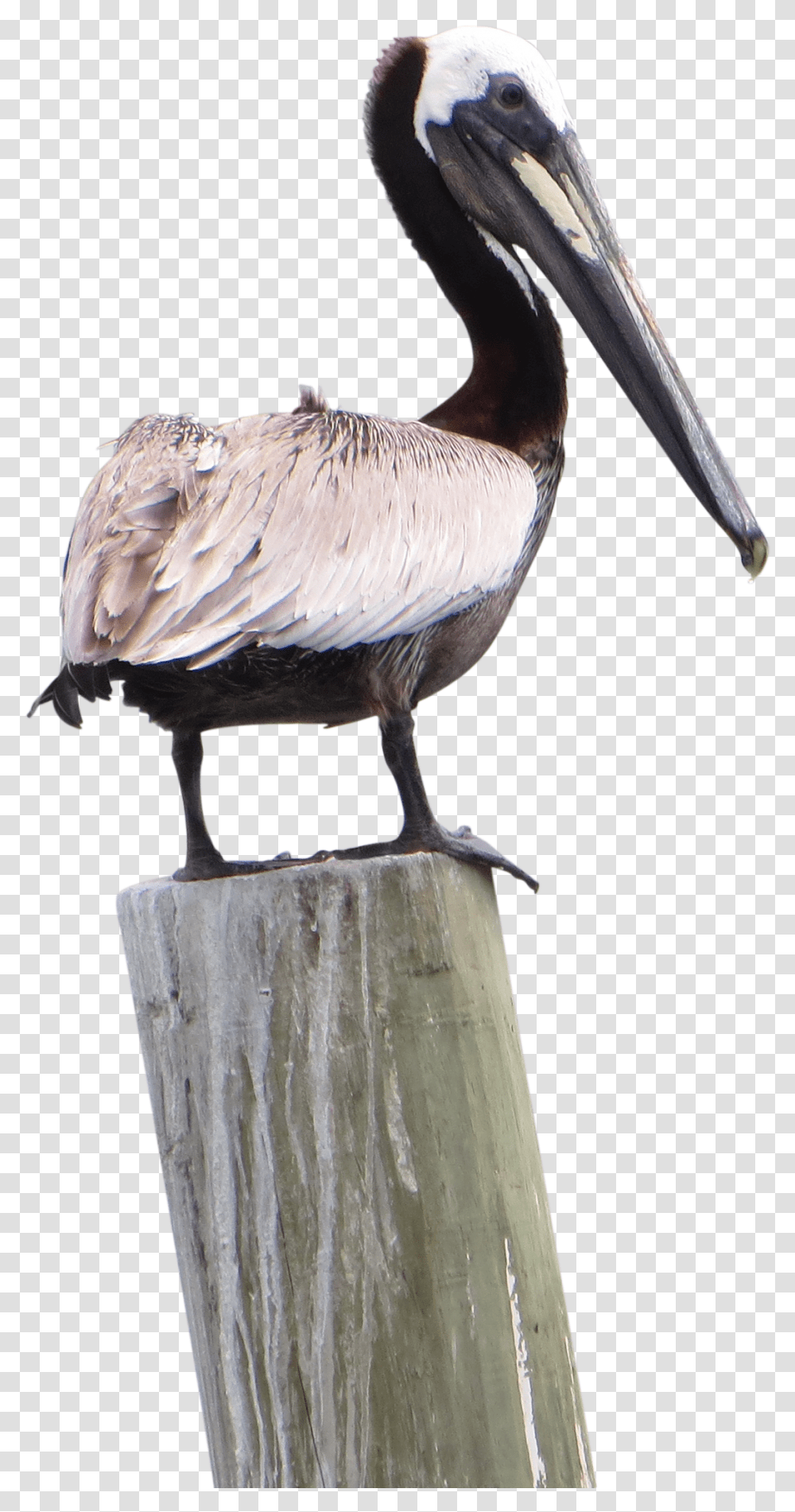 Pelican, Bird, Animal, Beak Transparent Png