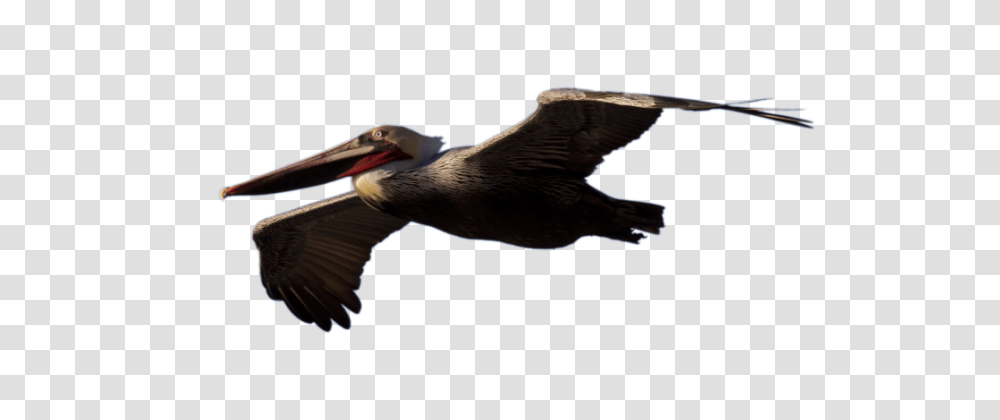 Pelican, Bird, Animal, Flying, Beak Transparent Png