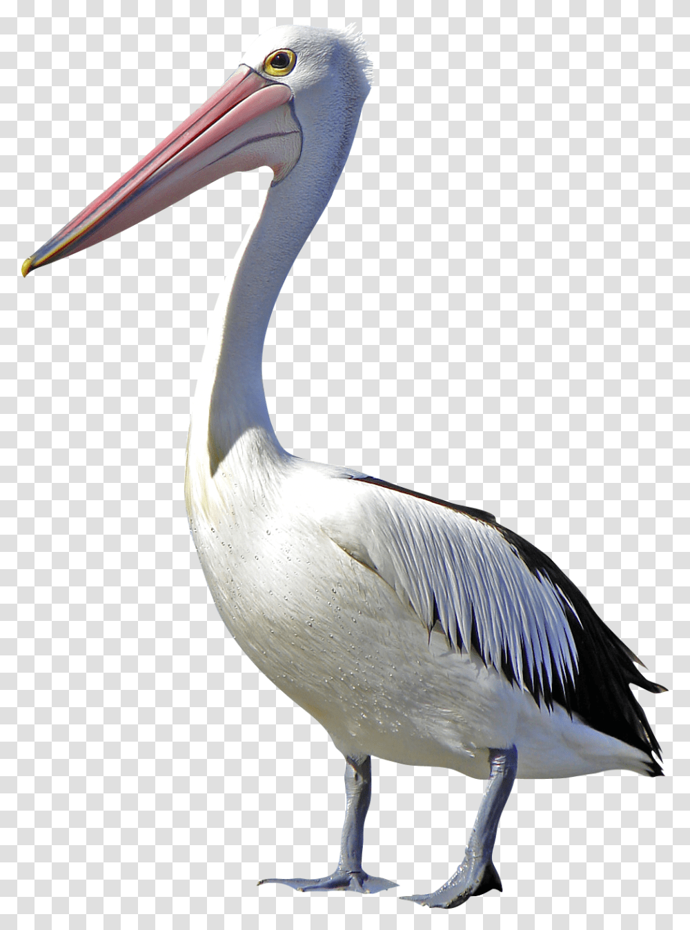 Pelican Bird Clip Art Pelican, Animal, Beak, Waterfowl Transparent Png