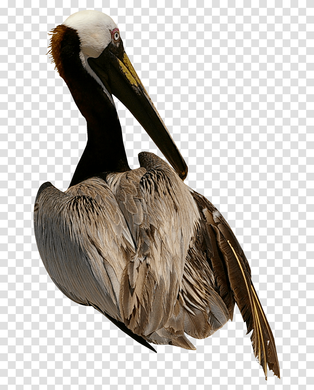 Pelican Bird Cygnini Domestic Goose Birds, Animal Transparent Png
