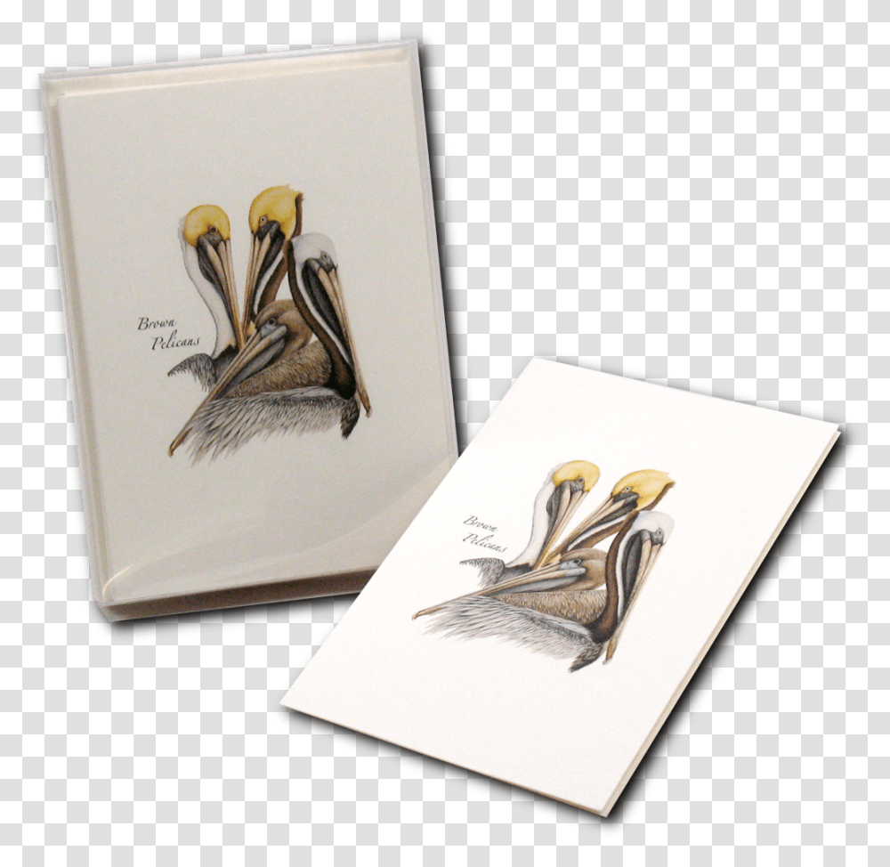 Pelican, Bird, Drawing, Sketch Transparent Png