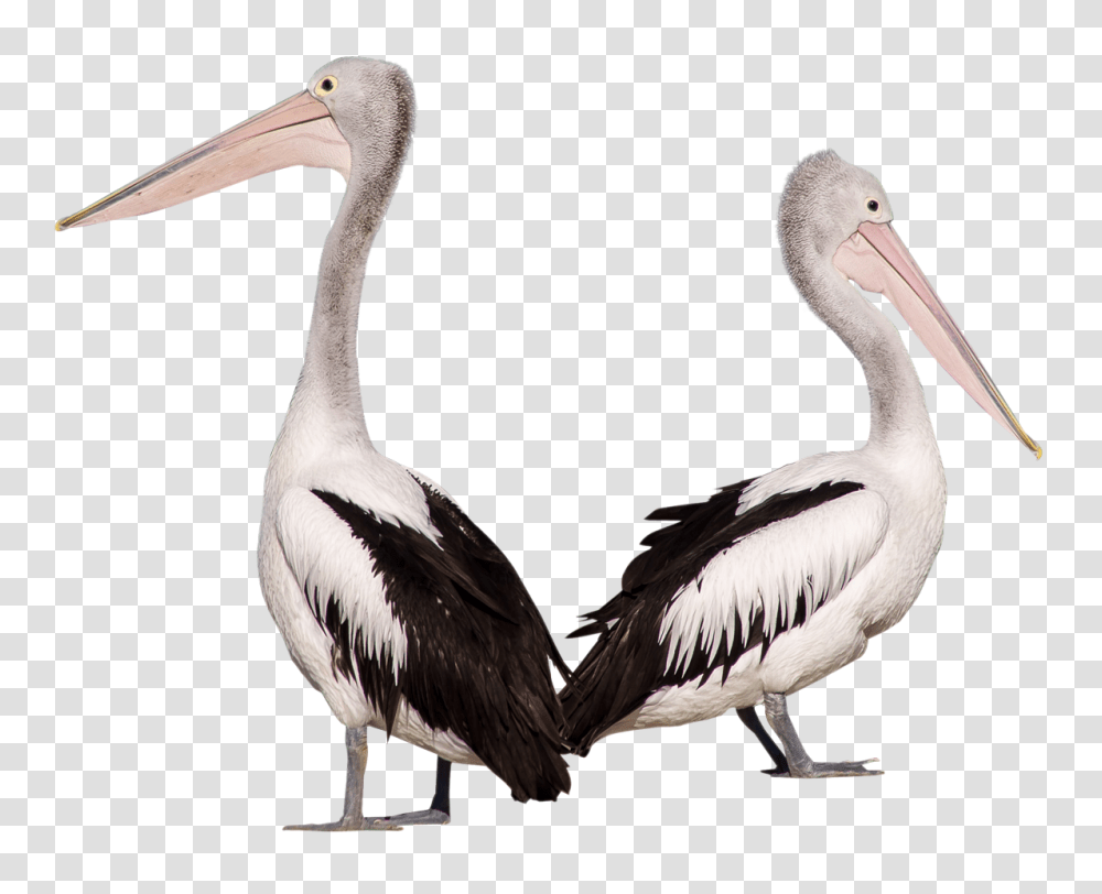 Pelican Bird Image, Animals, Beak Transparent Png