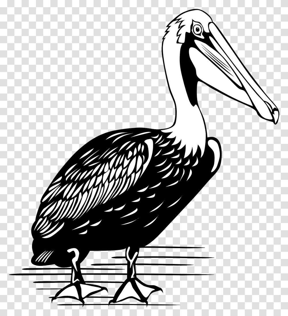 Pelican Bird Large Free Vector Graphic On Pixabay Brown Pelican Black And White, Animal, Stork, Waterfowl Transparent Png