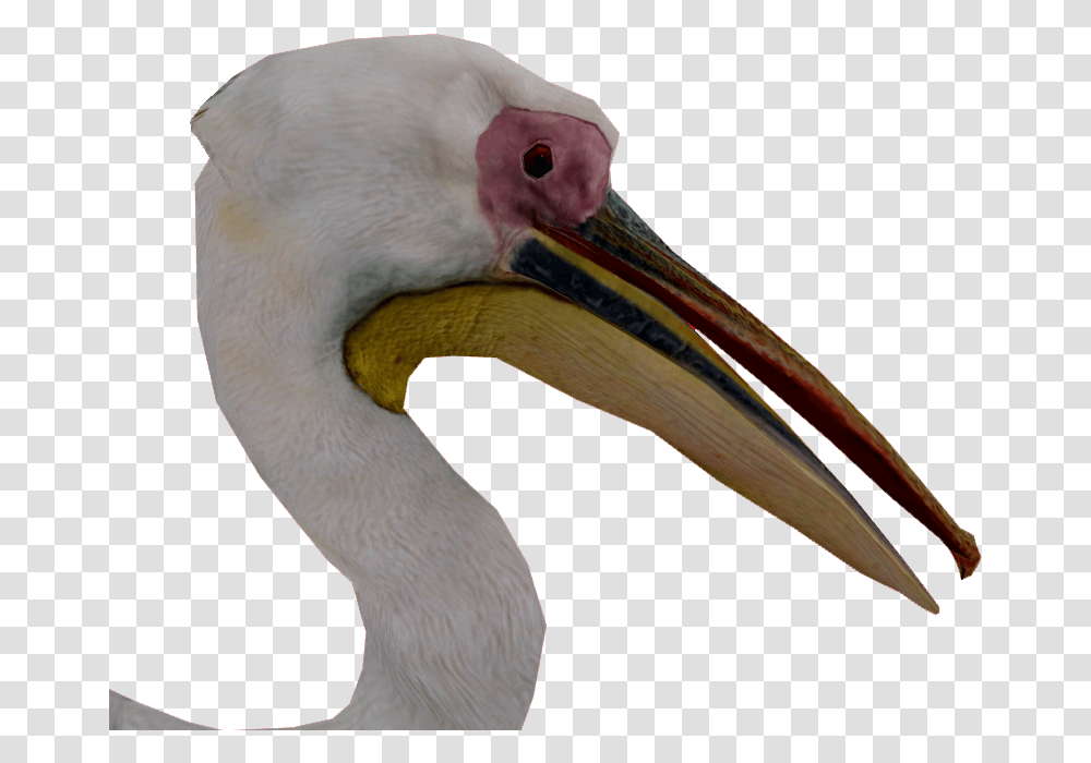 Pelican Ciconiiformes, Bird, Animal, Beak Transparent Png