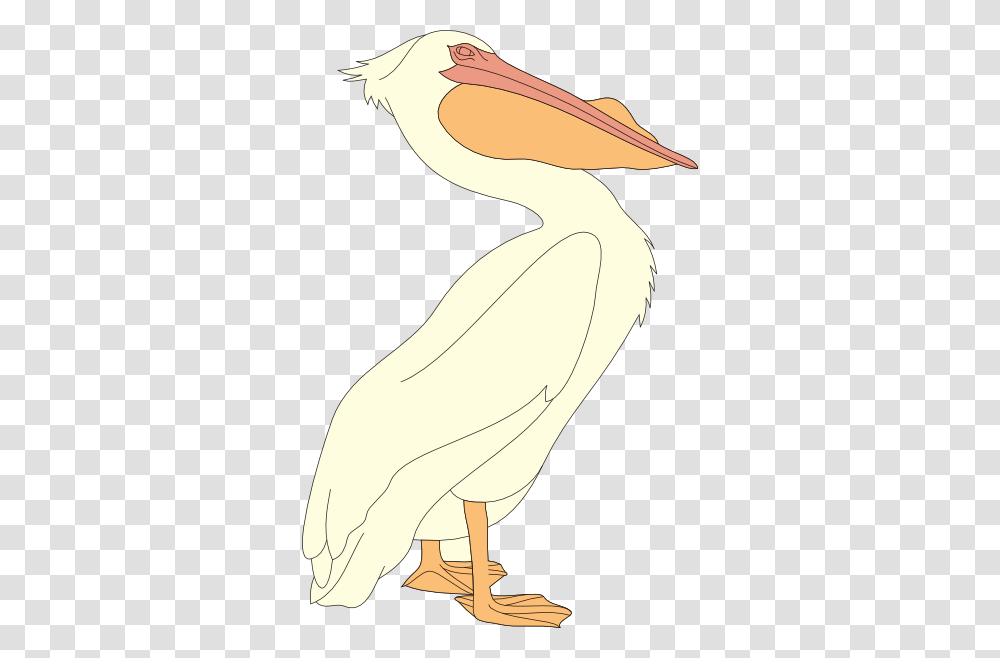 Pelican Clip Art, Animal, Bird Transparent Png