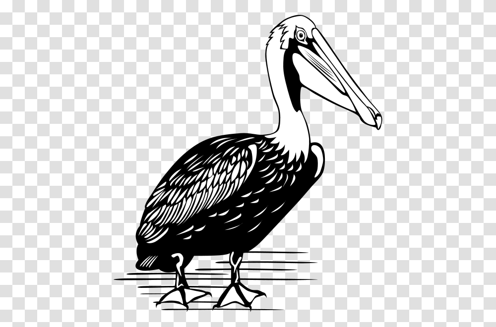 Pelican Clip Arts Color Is A Pelican, Bird, Animal, Stork, Vulture Transparent Png