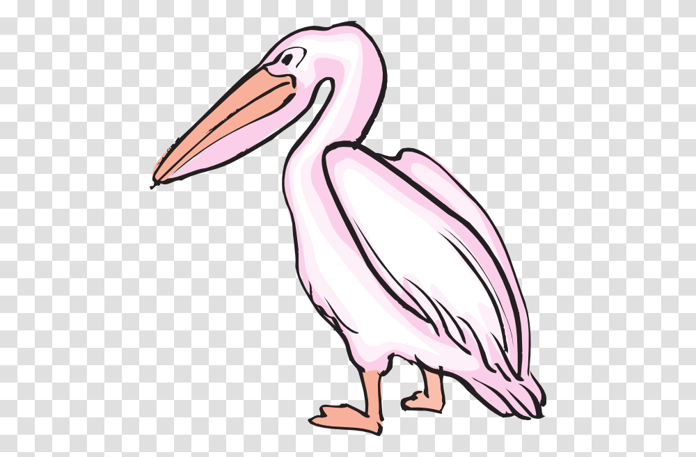 Pelican Clipart, Bird, Animal, Stork, Beak Transparent Png