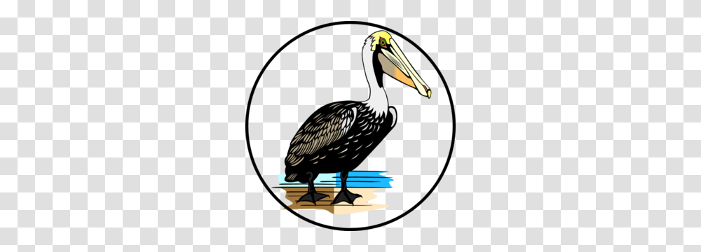 Pelican Clipart Louisiana, Bird, Animal Transparent Png