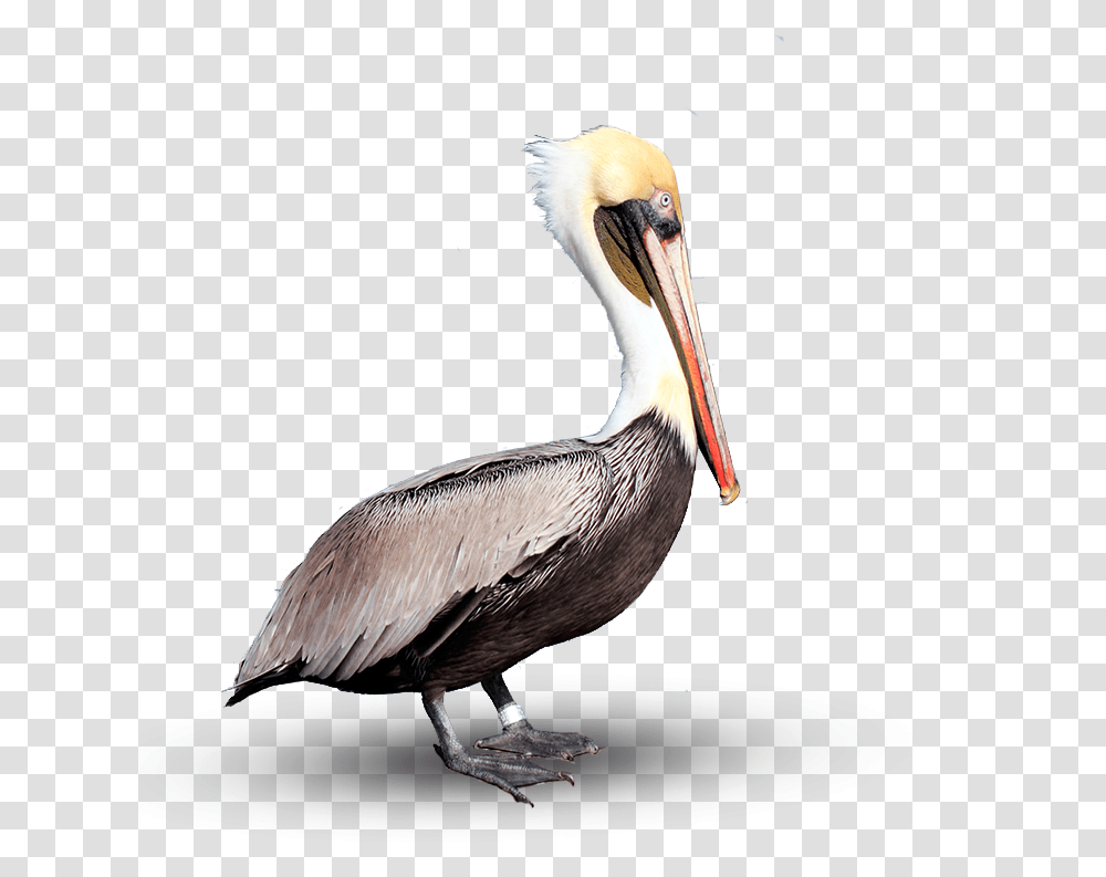Pelican Download Image Brown Pelican, Bird, Animal, Beak Transparent Png