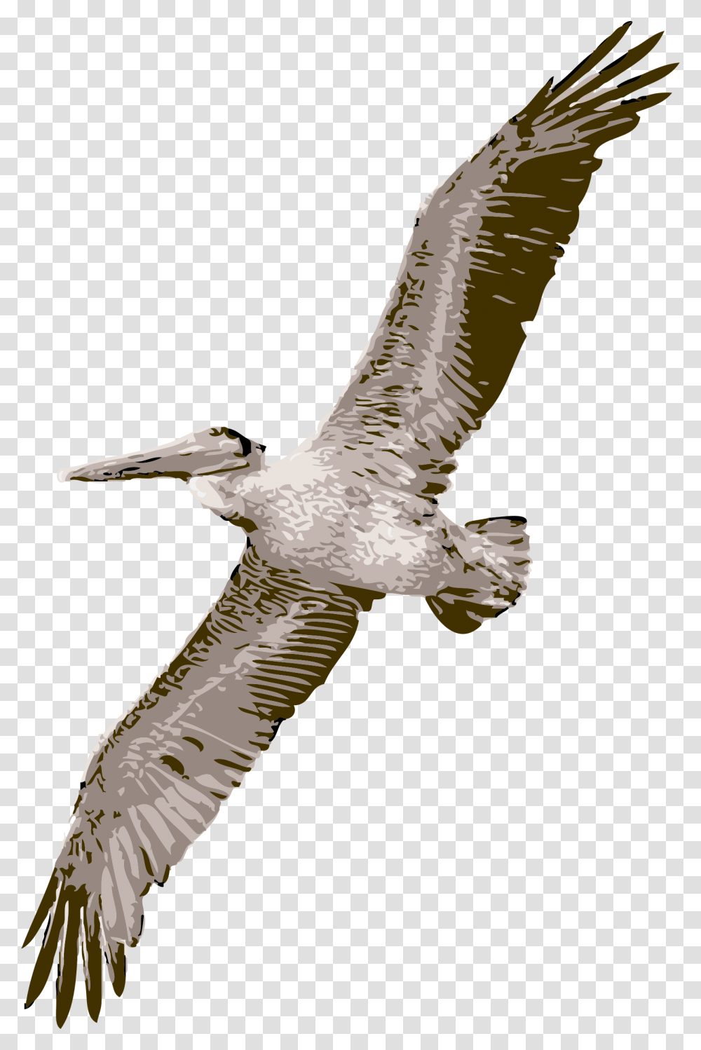 Pelican Flying Big Bird, Animal, Booby, Beak Transparent Png