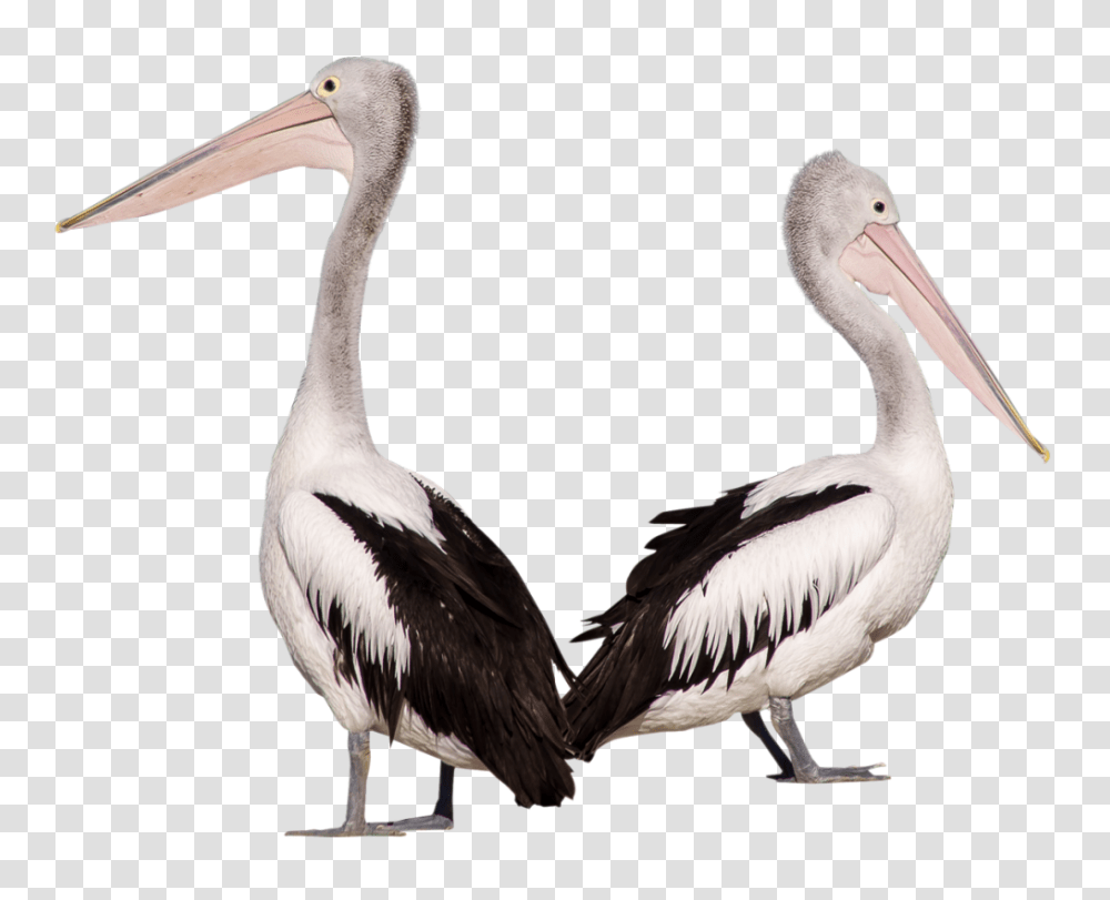 Pelican Hd Vector Clipart, Bird, Animal, Beak Transparent Png