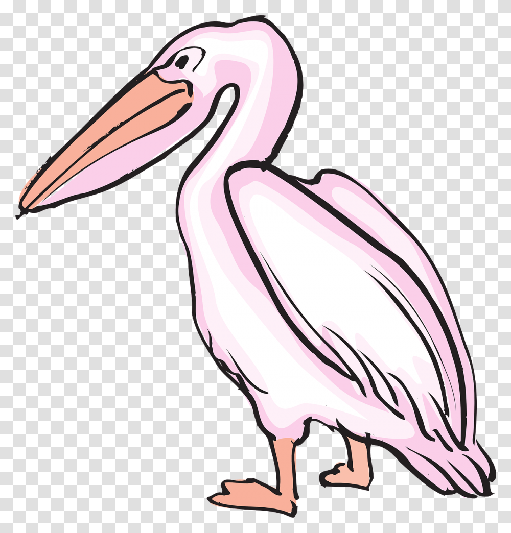 Pelican Images Image Group, Bird, Animal, Blow Dryer, Appliance Transparent Png