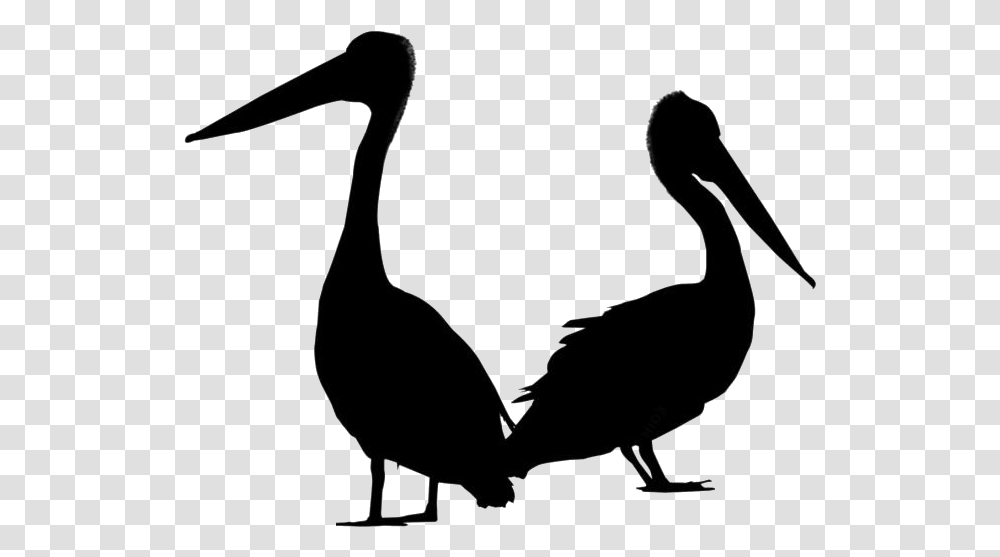 Pelican Images Turkey, Bird, Animal, Waterfowl Transparent Png