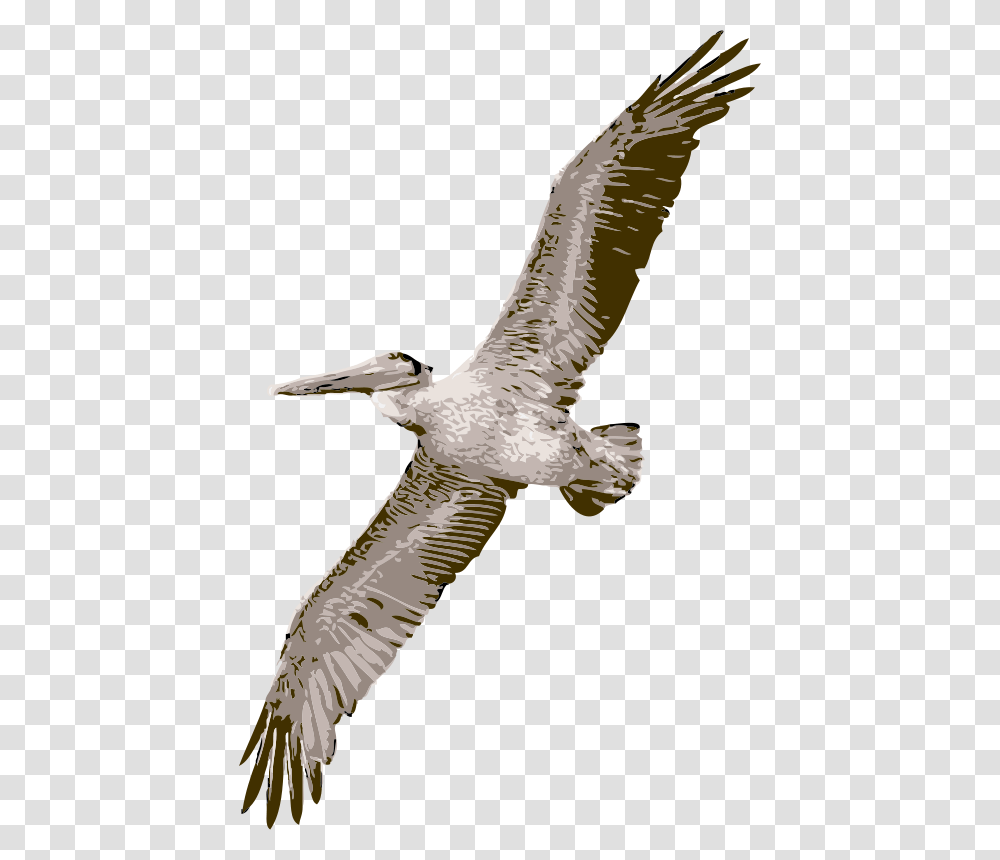 Pelican Pelican Clipart, Bird, Animal, Flying, Beak Transparent Png