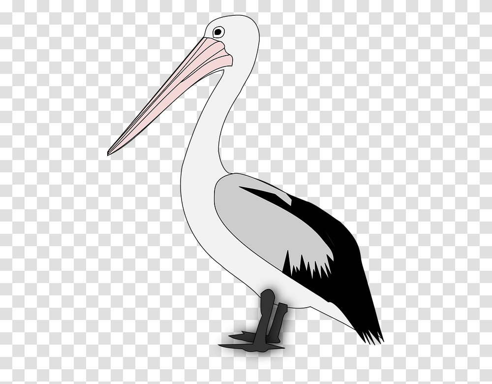Pelican Pelican Images, Bird, Animal, Stork, Beak Transparent Png