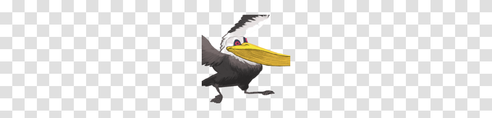 Pelican Pic, Bird, Animal, Person, Human Transparent Png