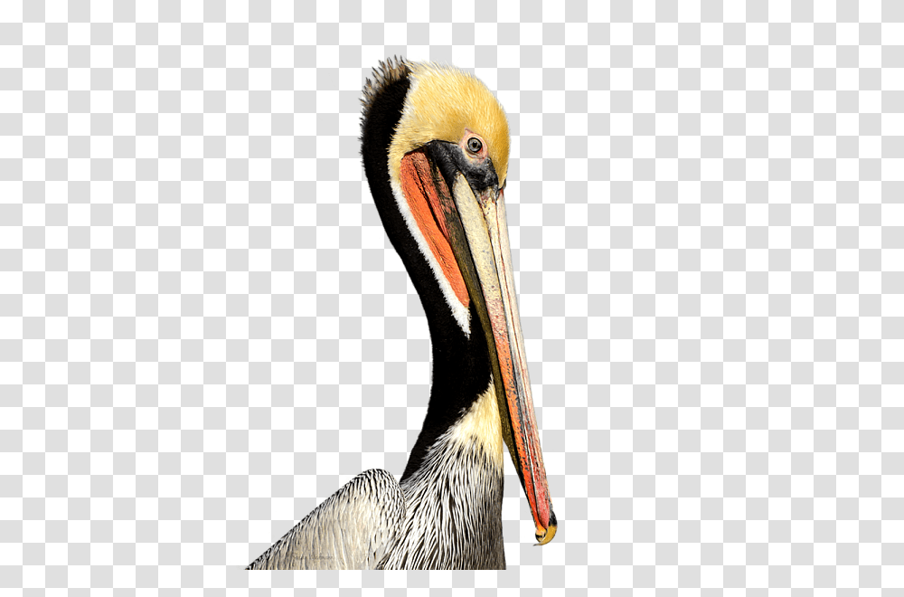 Pelican Products Beak Neck Animal Brown Pelican, Bird, Stork Transparent Png